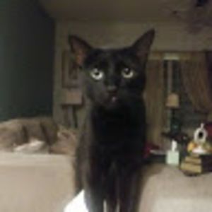 Meet your Posher, Chiken